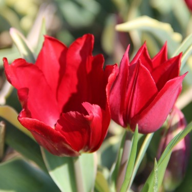 Tulipa 'Purple Crown'