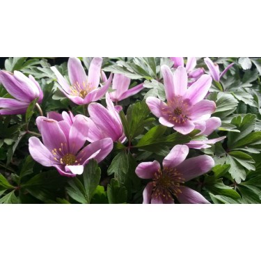 Anemone nemorosa 'Marie Rose'