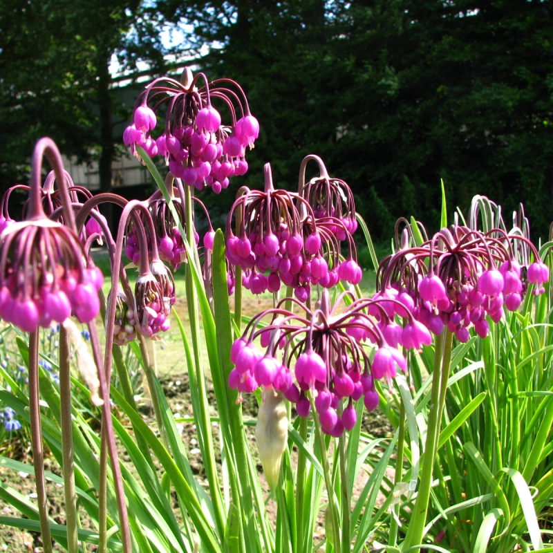 Allium cernuum 'Purple King'