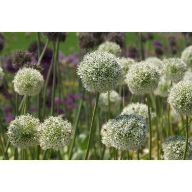 Allium altissimum 'Album'