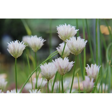 Allium schoenoprasum 'Corsican White' Allium schoenoprasum 'Corsican White'