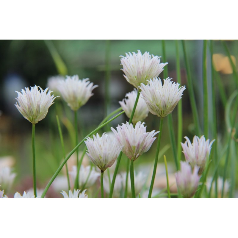 Allium schoenoprasum 'Corsican White' Allium schoenoprasum 'Corsican White'