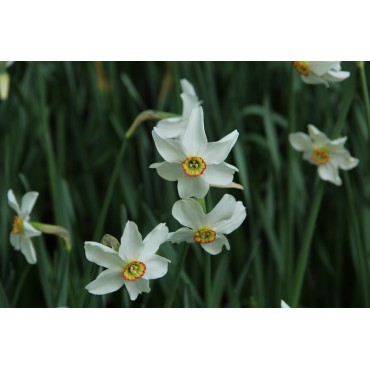 Narcissus poeticus 'Actaea' 