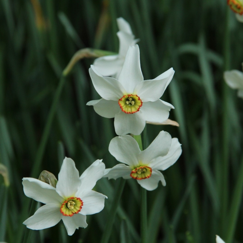 Narcissus poeticus 'Actaea' 