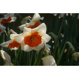 Narcissus 'Bella Vista'