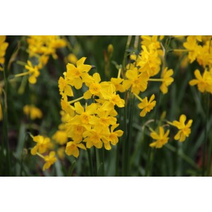 Narcissus cordubensis