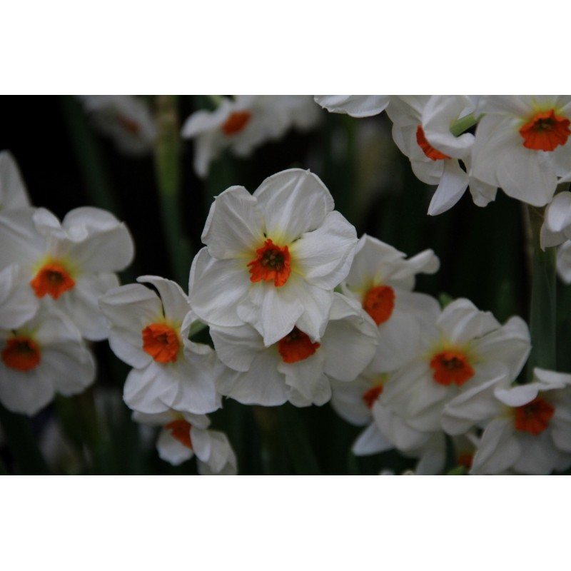 Narcissus 'Cragford'