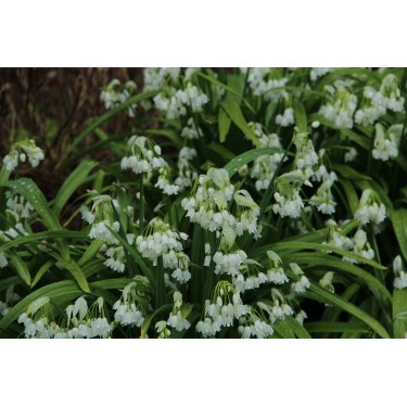 Allium paradoxum var. normale