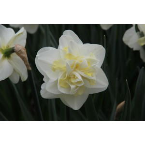 Narcissus 'Easter Born'