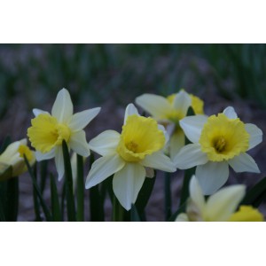 Narcissus 'February Silver'