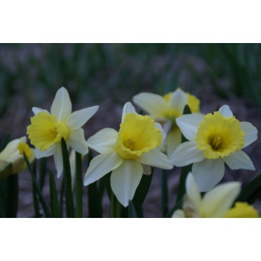 Narcissus 'February Silver'