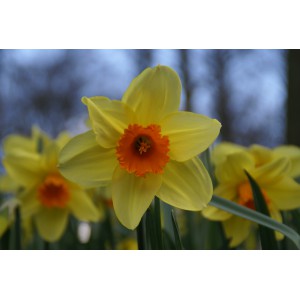 Narcissus 'Fortissimo'