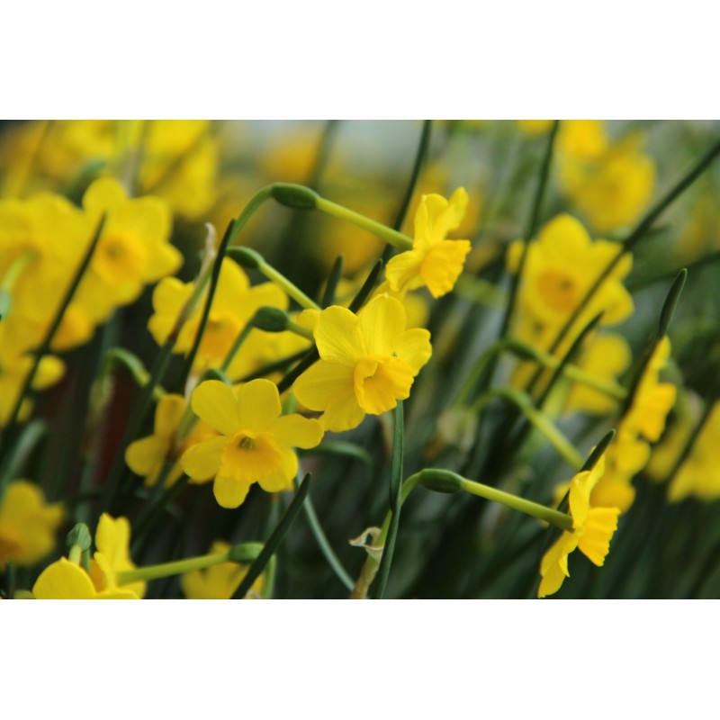 Narcissus 'More and More'