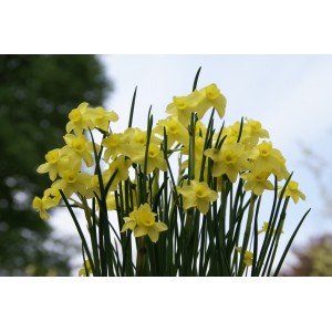 Narcissus 'Sabrosa'