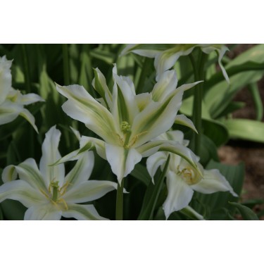 Tulipa  'Greenstar'