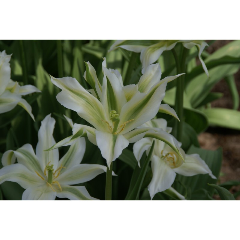 Tulipa  'Greenstar'