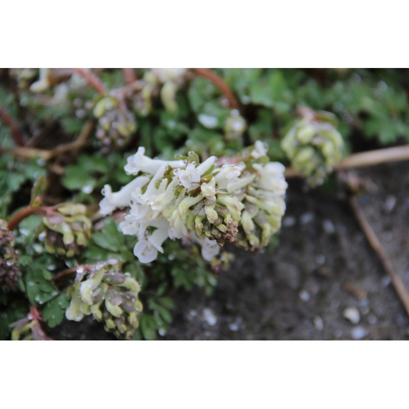 Corydalis solida 'Snowy Owl'