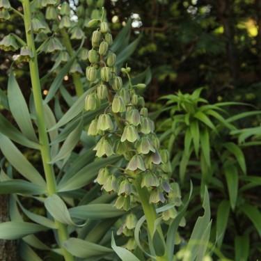 Fritillaria persica 'Green Dreams'