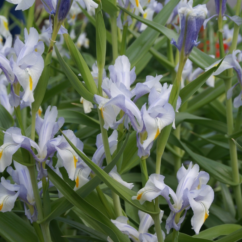 Iris magnifica 
