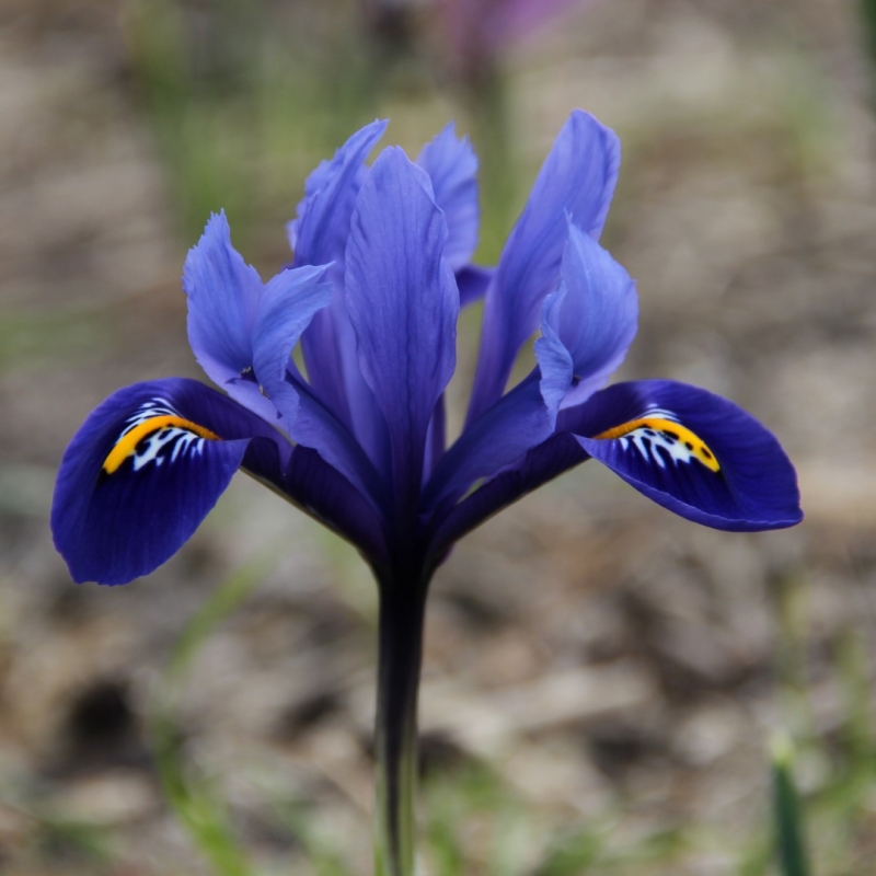 Iris reticulata 'Rhapsody'