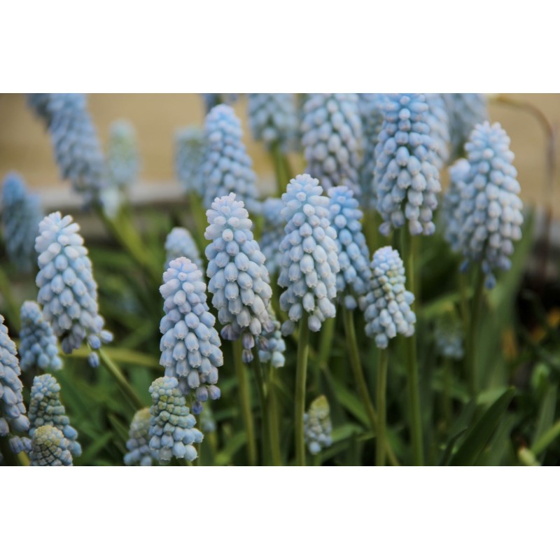 Bijenpakket voor in potten - 100 stuks