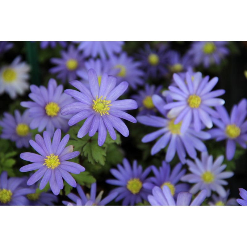 Bijenpakket voor in potten - 100 stuks