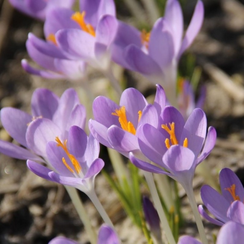 Bijenpakket voor de grote aanplant - 500 stuks.