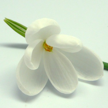 Galanthus 'E.A. Bowles'