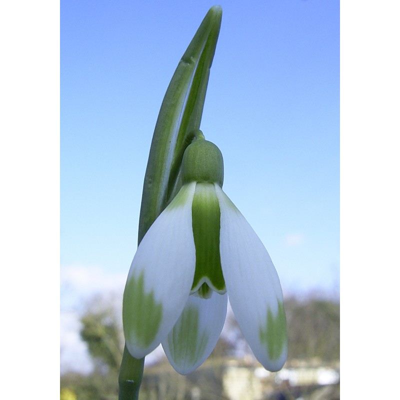 Galanthus 'Fieldgate Forte'