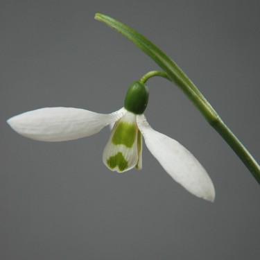 Galanthus 'Huttlestone'