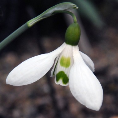 Galanthus 'Peardrop'