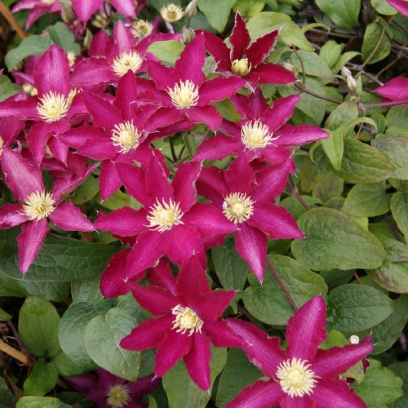 Clematis 'So Many Red Flowers'
