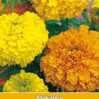 Tagetes erecta 'Crackerjack'