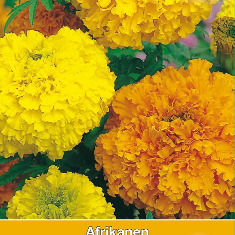 Tagetes erecta 'Crackerjack'