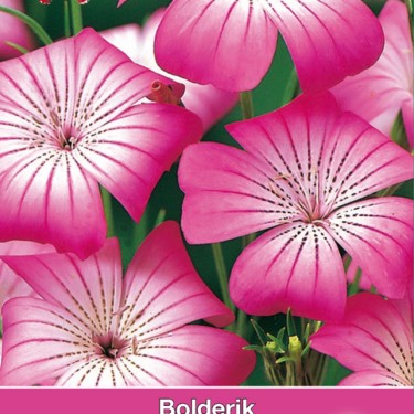 Agrostemma githago 'Milas'