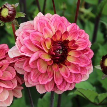 Dahlia 'Crème de Cognac'