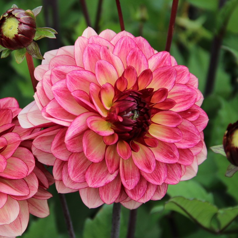 Dahlia 'Crème de Cognac'