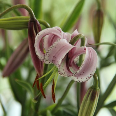 Lilium lankongense