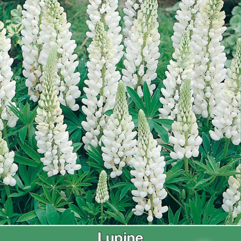 Lupinus polyphyllus 'Noble Maiden'