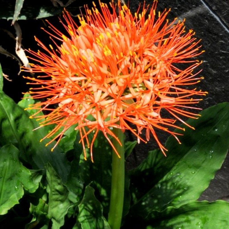 Scadoxus multiflorus ssp. katherinae