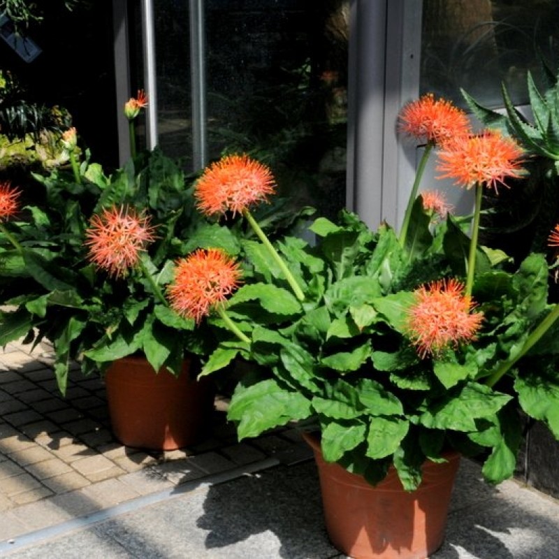 Scadoxus multiflorus ssp. katherinae