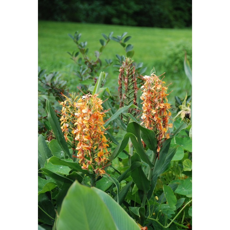 Hedychium 'Tara' Hedychium 'Tara'