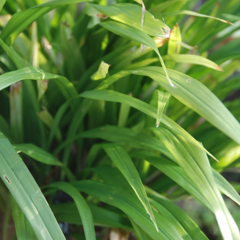 Aspidistra hainanensis 