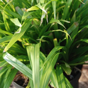 Aspidistra hainanensis 