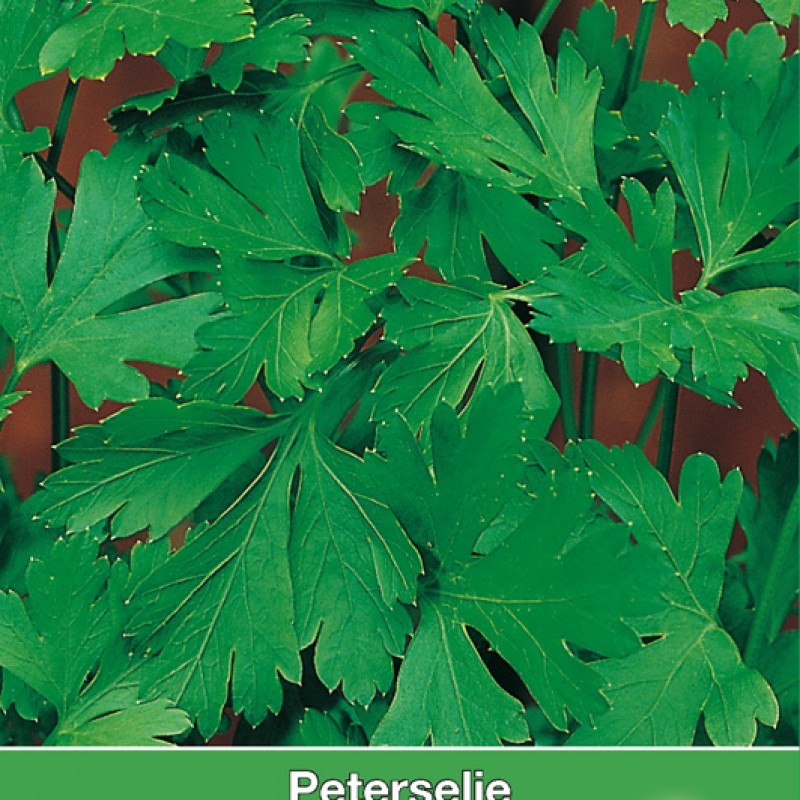 Peterselie Gewone Snij / Petroselinum crispum 'Gewone Snij'