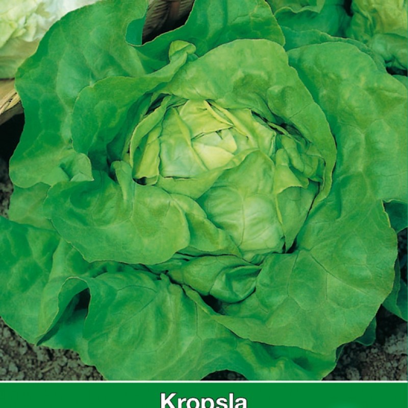 Kropsla Attractie
