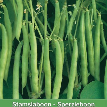 Stamslaboon Dubbele witte, 60 gr.