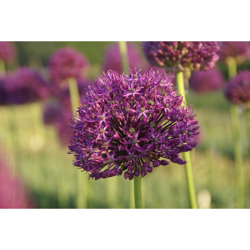 Allium altissimum 'Goliath'
