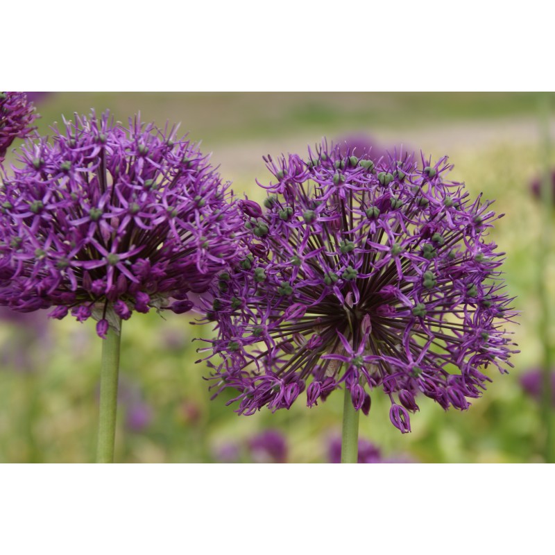 Allium altissimum 'Goliath'