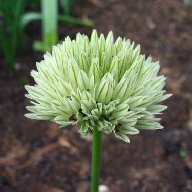 Allium darwasicum